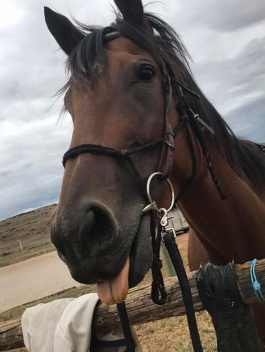 Thoroughbred Horses For Sale Thoroughbred Horse » Horsezone