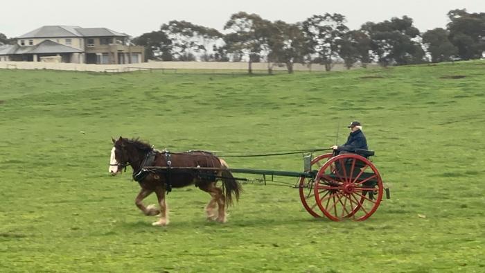 Registered Clydesdale gelding