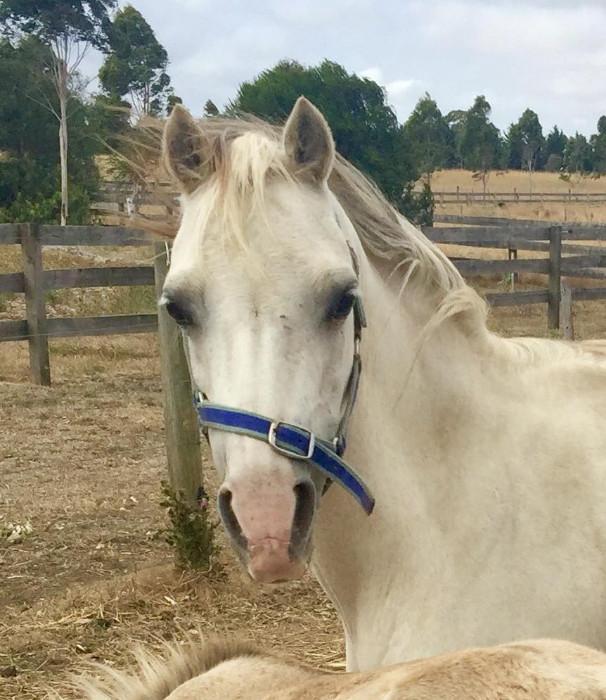 Welsh Ponies For Sale Welsh Horse » Horsezone