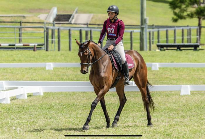 Talented Young Horse