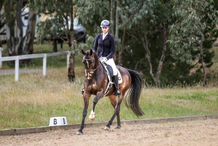 Flashy gelding - dressage or jump