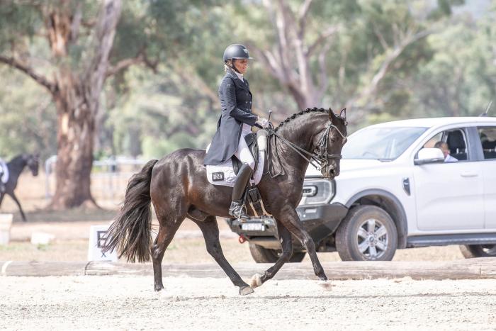 Advanced Dressage Pony