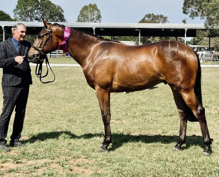Registered Irish Sport Horse