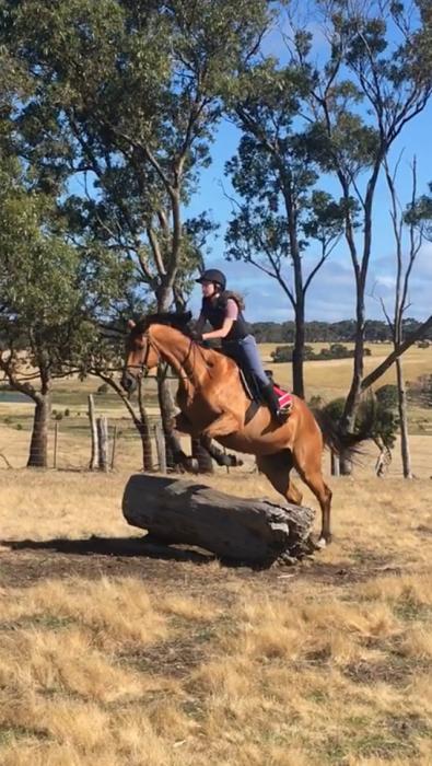Bruce - fun all-rounder, lovely personality