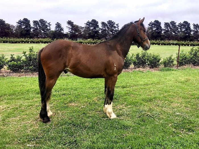Clydesdale Horses For Sale Clydesdale Horse » Horsezone