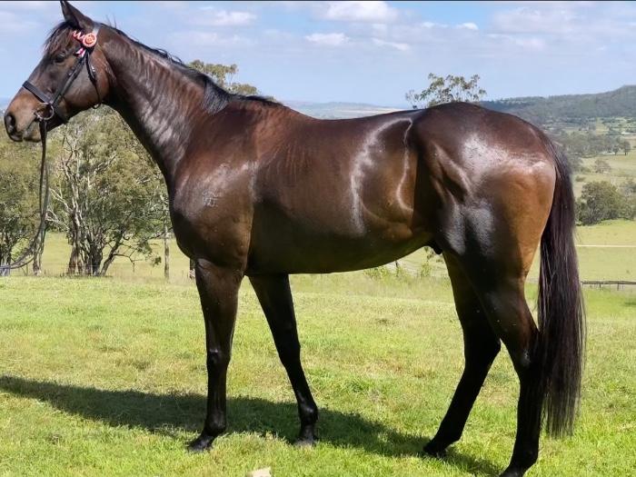 Thoroughbred Horses For Sale Thoroughbred Horse » Horsezone