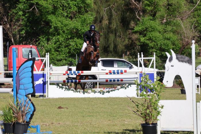 Talented TB Gelding