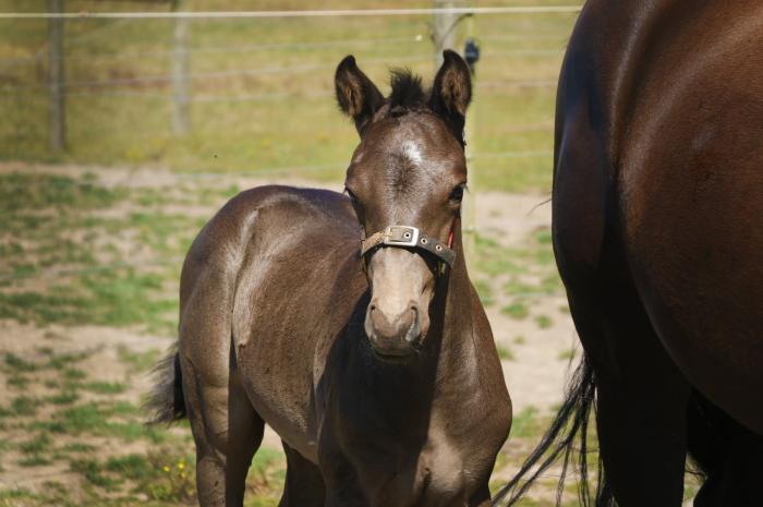 Sezuans Donnerhall/De Niro/Weltmeyer colt