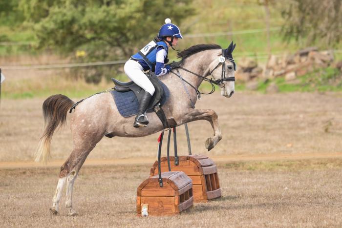 Lovely Arabian Gelding – Pony Club & ARC Ready