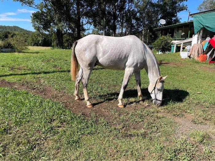 Australian Stock Horses For Sale