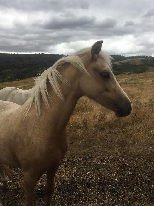 Welsh Ponies For Sale Welsh Horse » Horsezone