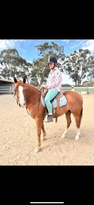 4yo ASH x welsh mare