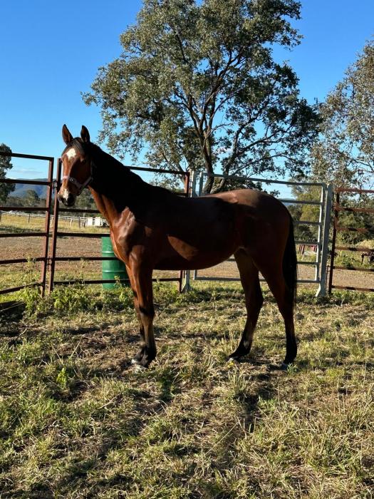 2YO Junior du Seigneur Filly
