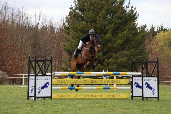 Talented TB Gelding