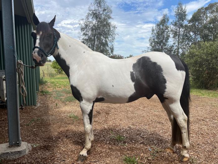 Warmblood X stock horse Cross