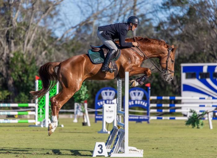 CF Freestyle colt