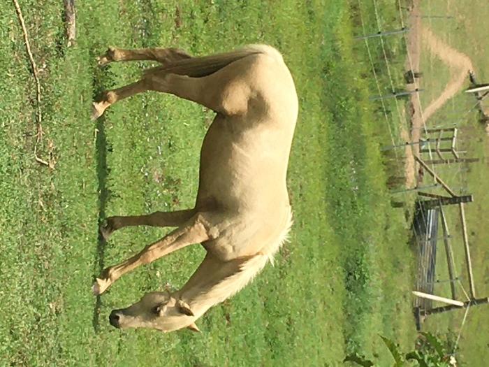 Palomino Horses For Sale Palomino Horse » Horsezone