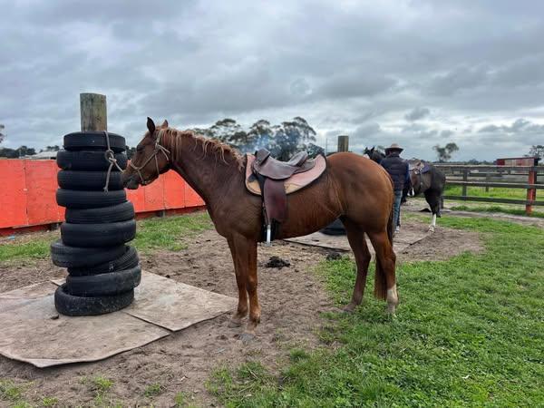 Wildwood Obvious Star QH mare