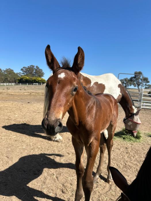 CF Freestyle colt