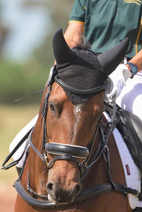 Just Teddy - Warmblood SJ CT Dressage Schoolmaster