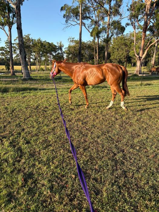 Ex Racer 6 years young