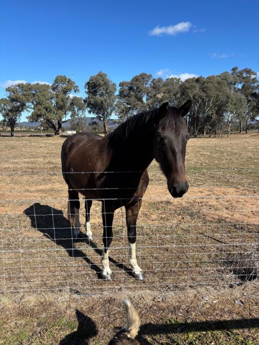 Rising 4yo SH x
