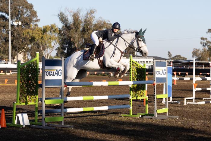 Show Jumping Warmblood Mare