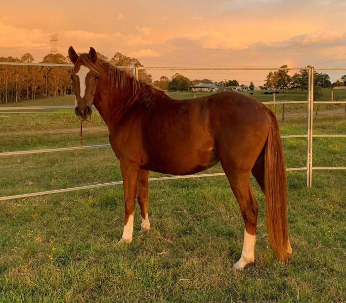 Beautiful warmblood filly by Fiji R