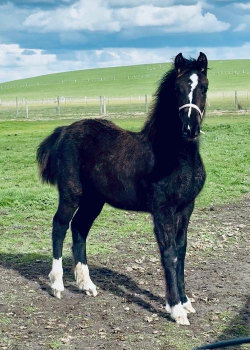 EXCEPTIONAL HANOVERIAN X WELSH COB SECTION D FILLY