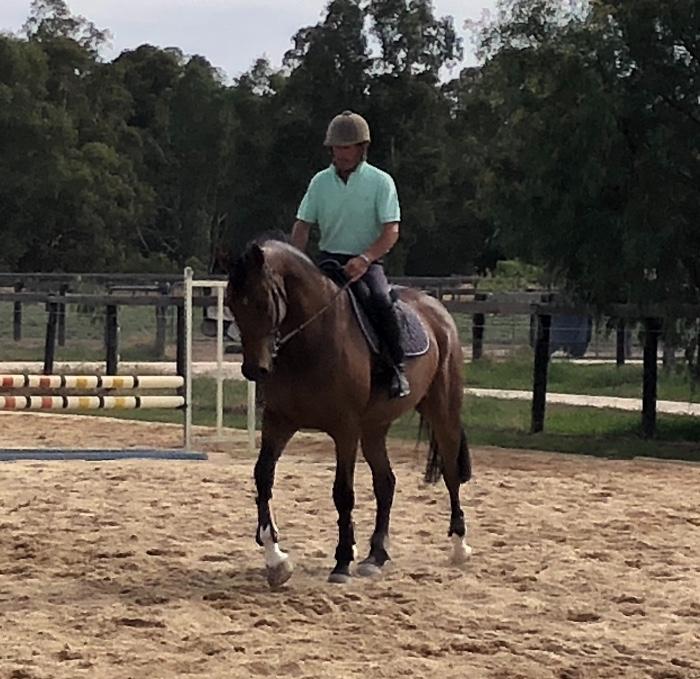 Talented youngster Showjumping/Eventing