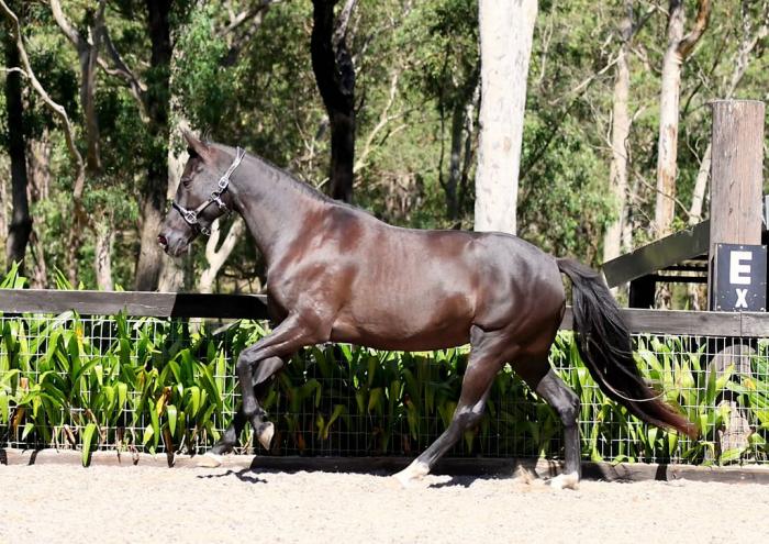 Andalusian x TB