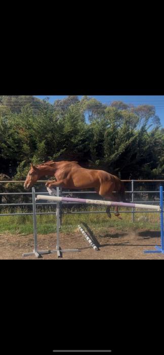 Bargain Young Horse