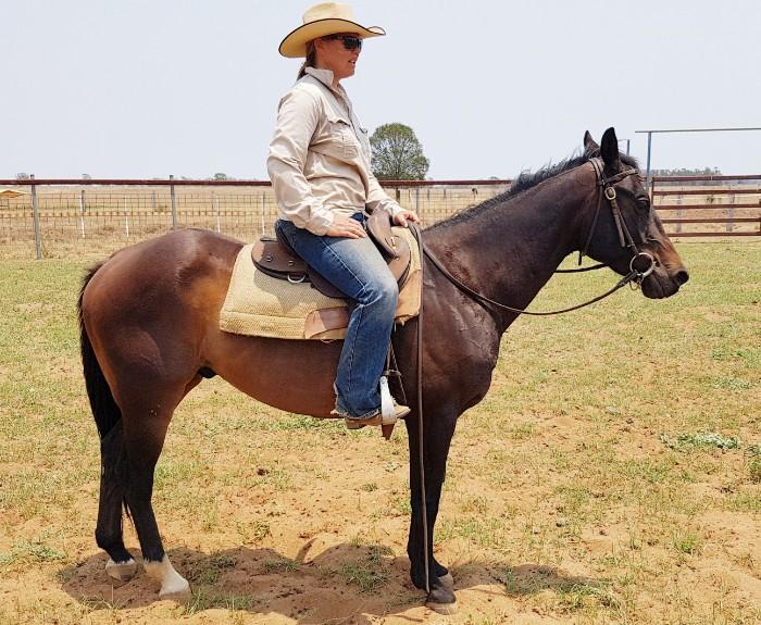 Australian Stock Horses For Sale