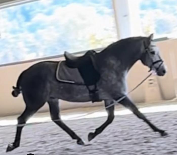 LUSITANO dressage/WE prospect