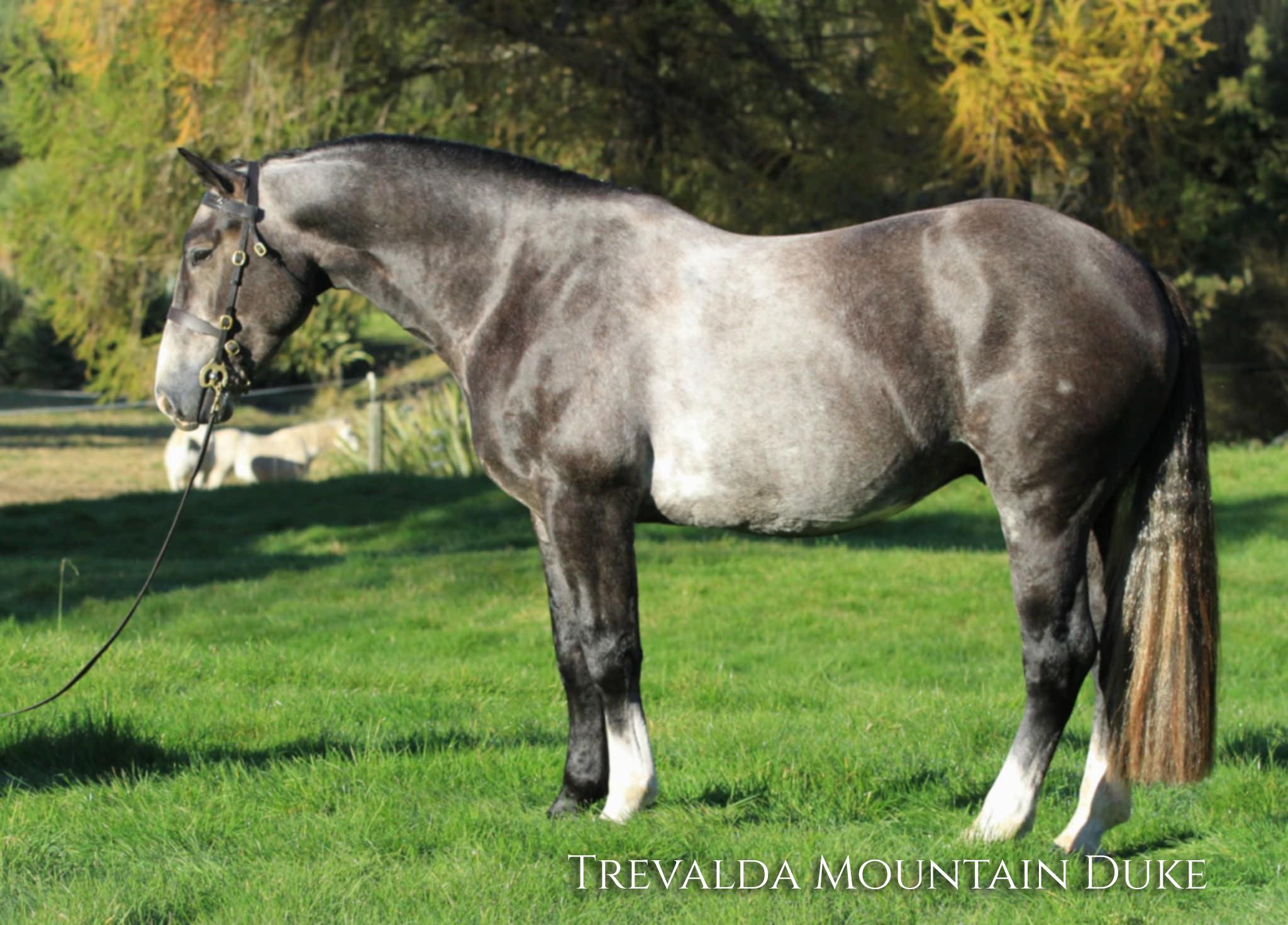 Trevalda Mountain Duke - Australia's #1 Equine Marketplace - Horsezone ...