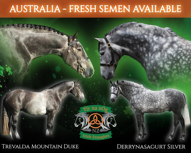 Trevalda Mountain Duke - Australia's #1 Equine Marketplace - Horsezone ...